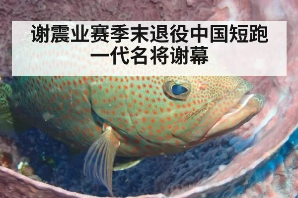 谢震业赛季末退役中国短跑一代名将谢幕